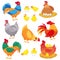 Cute domestic chicken. Farm breeding hen, poultry rooster and chickens with chick. Hens cartoon vector set