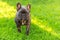 Cute domestic dog brindle French Bulldog breed