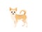 Cute domestic dog chihuahua cartoon animal design flat vector illustration