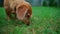 cute domestic dog searching for food in grass at yard