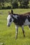 Cute domestic donkey on a farm