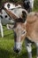 Cute domestic donkey on a farm