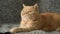 Cute Domestic Exotic Shorthair Cat