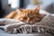 Cute domestic ginger cat sleeps calm and sweetly on a pillow in comfort