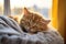 Cute domestic ginger kitten sleeps calm and sweetly on knitted blanket in comfort