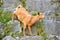 Cute domestic goat or simply goat Capra aegagrus hircus standing and climbing on the stone wall
