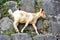 Cute domestic goat or simply goat Capra aegagrus hircus standing and climbing on the stone wall