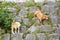 Cute domestic goats or simply goats Capra aegagrus hircus standing and climbing on the stone wall