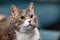 Cute domestic gray cat looks forward lounging on the couch