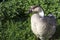 Cute domestic grey goose with curved neck