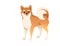 Cute domestic happy shiba inu dog cartoon animal design flat vector illustration