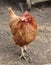 Cute domestic hen seen posing for the camera in this close-up image of one of a pair of free-range chickens kept for there eggs.