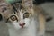 Cute domestic kitty cat, close up, triple colour