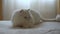 A cute domestic Persian silver chinchilla is hunting on the bed in the room in a playful mood. Cat games. The concept of