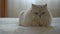 Cute domestic persian silver chinchilla is lying on bed in room and resting. Cat looking at camera and on sides. Concept