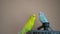 Cute domestic pet bird, parrot close-up