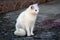 Cute domestic pure white cat calmly sitting on stone foundation and curiously looking in distance
