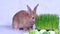 A cute domestic rabbit eats green grass against the background of colorful Easter eggs. Close-up.