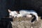Cute domestic white cat sleeping on cement wall in front of house