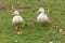 Cute Domesticated Drake White Call Ducks (Anas Platyrhynchos) on green grass