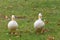 Cute Domesticated Drake White Call Ducks (Anas Platyrhynchos) on green grass