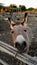 Cute donkey close up