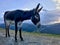 Cute donkey closeup on the mountain at sunset