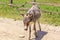 Cute donkey on a dusty rural road