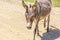 Cute donkey on a dusty rural road, close-up