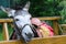 Cute donkey harnessed for riding children