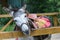 Cute donkey harnessed for riding children