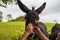 Cute donkey and human hands. Donkey in the field. Friendly animals concept. Careful touch with domestic animal. Cattle farm.