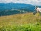 A cute donkey in the mountains of Romania enjoying the landscape. Donkey in Piatra Mare Big Rock mountains