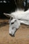 Cute donkey pose outdoors in rural farmyard