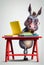 Cute donkey schoolboy doing homework. AI generated