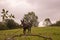 Cute donkey walking on pasture. Animal farm. Donkey in meadow. Countryside landscape. Donkey grazing in the field.