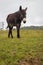 Cute donkey walking on pasture. Animal farm. Donkey in meadow. Countryside landscape. Donkey grazing in the field.