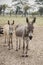 cute donkeys in the field