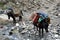 Cute donkeys used as porters in the mountains