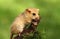 Cute dormouse