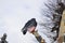 Cute dove sitting on a snowy branch