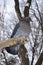 Cute dove sitting on a snowy branch