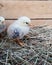 Cute downy newborn chickens on hay in a wooden box. Farm lifestyle