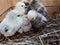 Cute downy newborn chickens on hay in a wooden box. Farm lifestyle