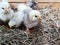 Cute downy newborn chickens on hay in a wooden box. Farm lifestyle