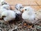 Cute downy newborn chickens on hay in a wooden box. Farm lifestyle