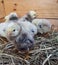 Cute downy newborn chickens on hay in a wooden box. Farm lifestyle