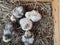 Cute downy newborn chickens on hay in a wooden box. Top view. Farm lifestyle