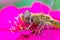 Cute dragonfly on flower