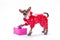 Cute dressed chihuahua with gift box.